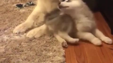 Big dog playing with puppies,