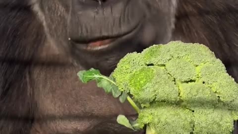 A chimpanzee is eating