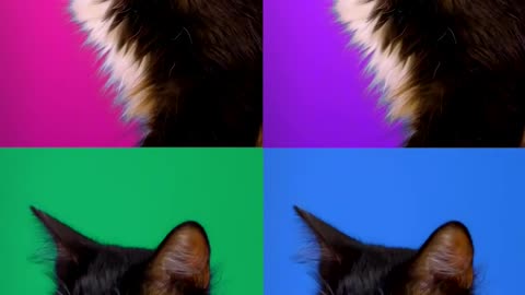 Video of a cat played four times with different colored backgrounds