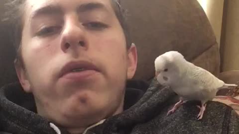 Adorable Parakeet Kisses his Owner