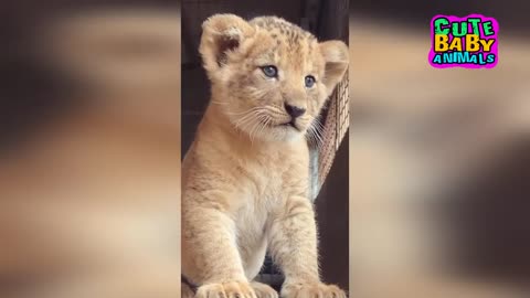 Cutest Lion Cubs Roar Telling That He is a King - Baby Lion Roaring