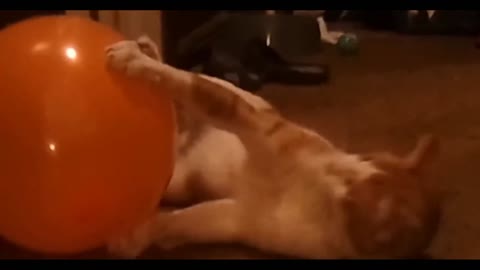 Funny Cat Compilation