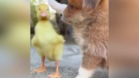 cute puppy and chick