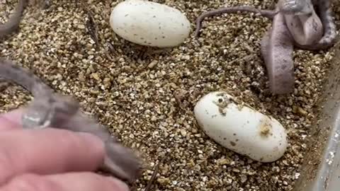 Nothing cuter than tough little baby snakes 😆