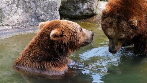 Brown bears plays in water