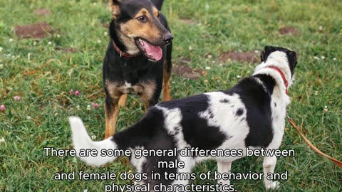 MALE VS FEMALE DOGS