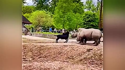 Animals mess with the wrong opponent SHOCKING