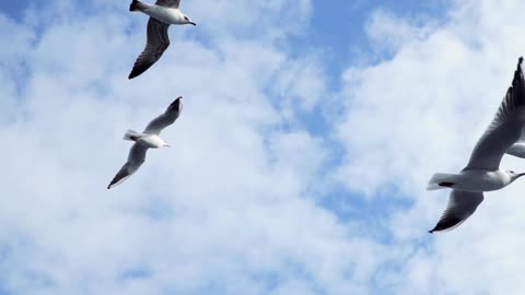 Seagulls flying in the air.