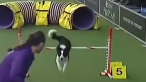 Dogs: husky vs border collie agility