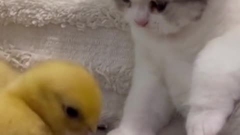 "Adorable Friendship: Kitten and Duck Share Heartwarming Moments"