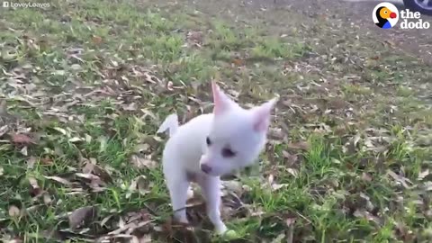 Puppy Born Without Front Legs Can Jump SO High | The Dodo