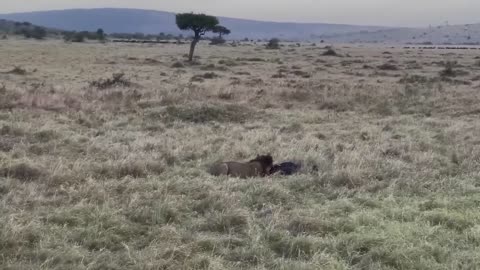 Brave Gemsbok Take Down LIONS With Their Horns To Save Baby Gemsbok Escape - Snake vs Lizard