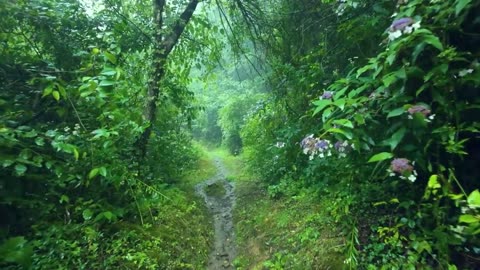 Quiet Woods - Relaxing Flute Music with Rain Sounds for Deep Sleep & Meditation