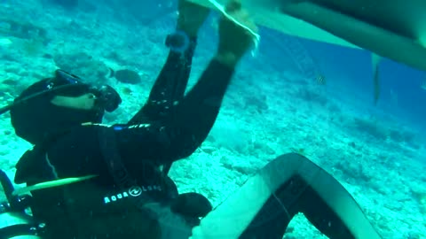 Tiger shark attack. Maldives. Fuvahmulah island