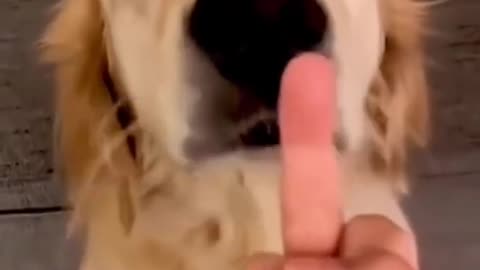 Dog’s Reaction In The Face Of athe Middle Finger 😂 So Funny