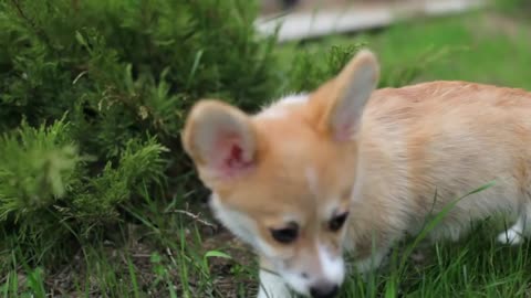 Welsh Corgi Puppy on the Green Grass