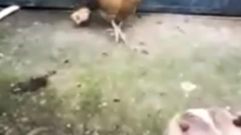 Chicken VS Dog Fight - Funny Dog Fight Videos