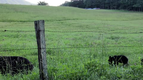 Mama Black Bear and Cubs Take Roadside Stroll