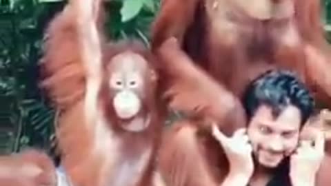 Monkey funny tik toko video