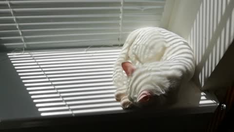 Cat taking a bath and cleaning self