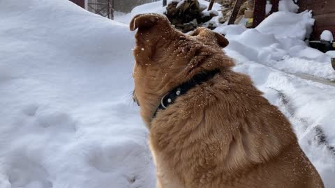 DOG in Snow!! funny