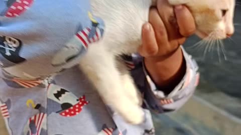 Playing with pet cat