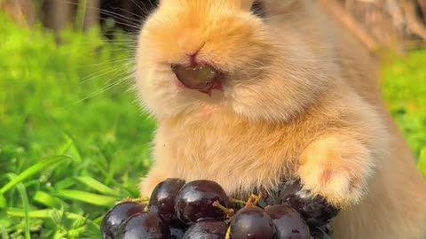 CUTE ANIMAL | FUNNY ANIMAL | SQUIRREL | EATING FRUITS