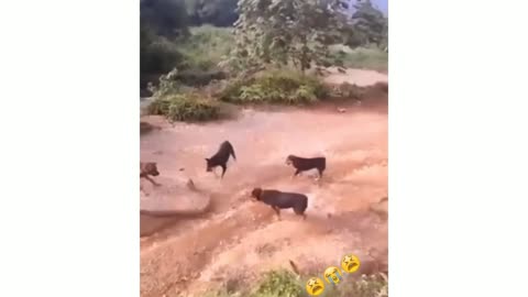 Some crazy Dog attack a Snake