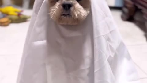 ghost dog so funny