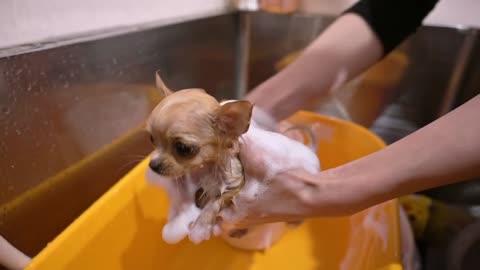 Master to help the dog a bath