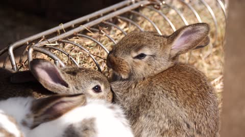 cute bunny in his house