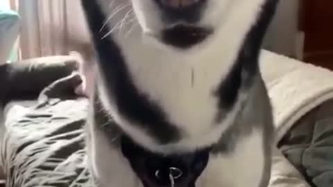 Talking Husky Says " I Love You " to the Hooman #husky #shorts Adorable Siberian Husky ♥️♥️♥️