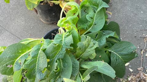 Can You Grow Comfrey in Pots? #comfrey #comfreyroot #comfreyleaf