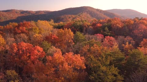 The Autumn Season Turn Forest Into A Colorful Scenery