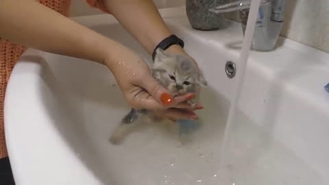 the kitten called for a bath port 2