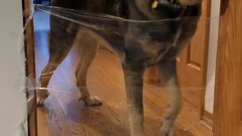 Mastiff takes on “invisible challenge”