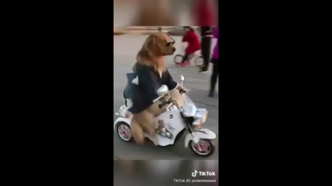 Funny animal video compilation 2020- try not to laugh