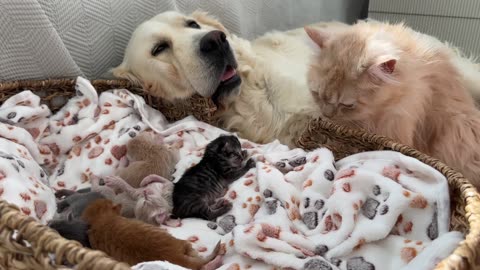 Dad Cat Takes Care of his Newborn Tiny Kittens