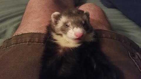 Sleepy ferret can't keep his eyes open