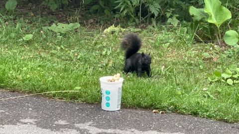 Black Squirrel vs peanuts in a container struggles compilation