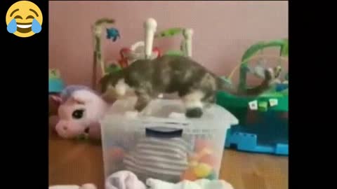 VERY Funny CATS and Dogs Laugh hard #funny