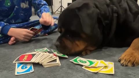 Rottweiler Plays Uno With Family