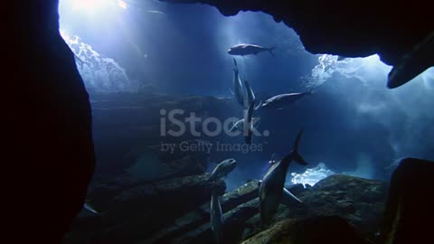 Tiger sharks in the middle of fishes in the Pacific Ocean.