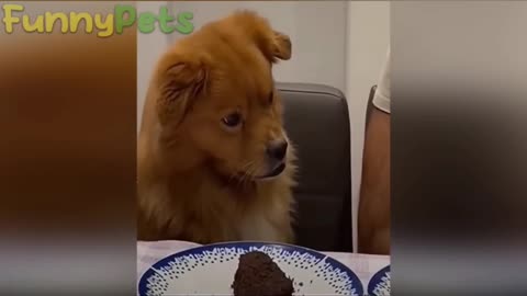 best funniest animal videos 2023 😂 funniest cats and dogs 😹🐶