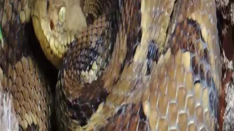 Timber Rattlesnakes on the mountian