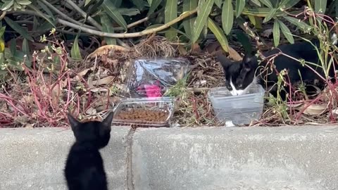 Husky Finds Stray Kittens In Storm Drain