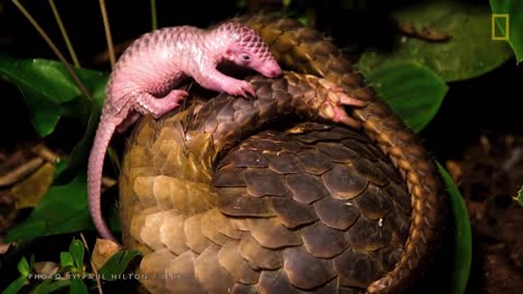 pangolin animal uniq