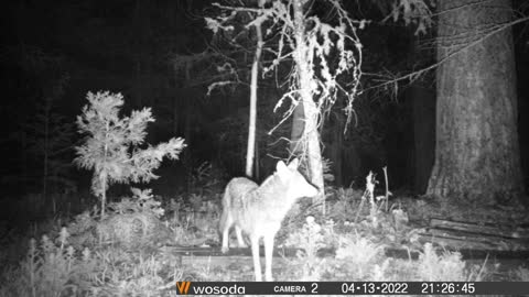 Coyote Sneaking a Bone