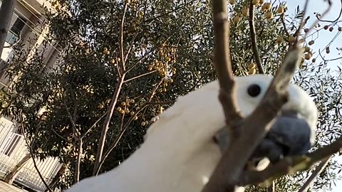 Cuckoo the umbrella cockatoo