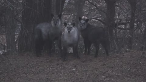 【WILDLIFE 】☆ Japanese serow / ニホンカモシカの家族 ☆ ~Area547~